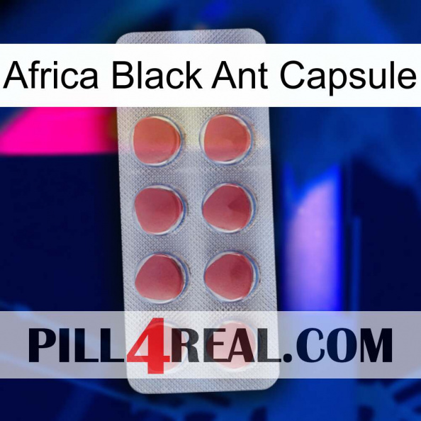 Africa Black Ant Capsule 18.jpg